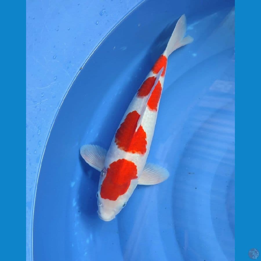 kohaku MALE 42cm