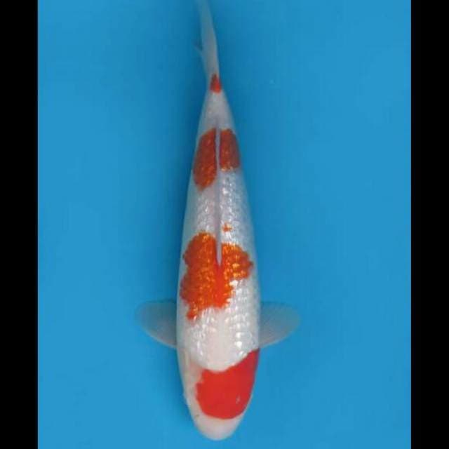 41cm Female - F1 Jumbo Kohaku Full Ginrin