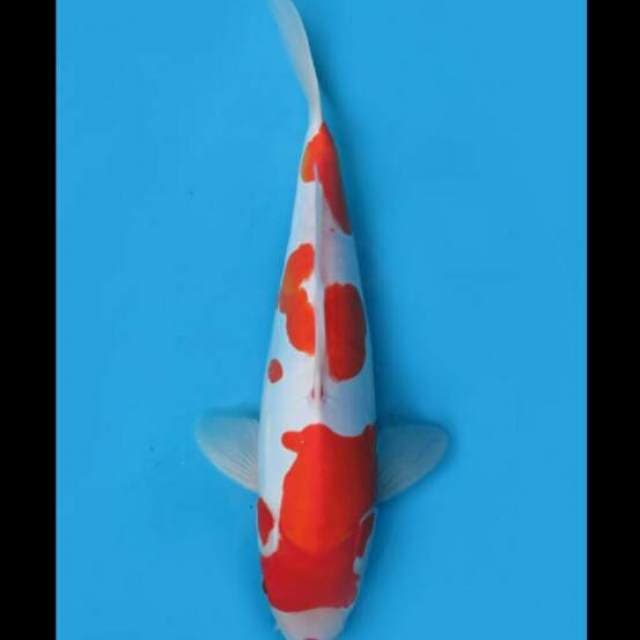 36cm Female - Kohaku Doitsu Murni