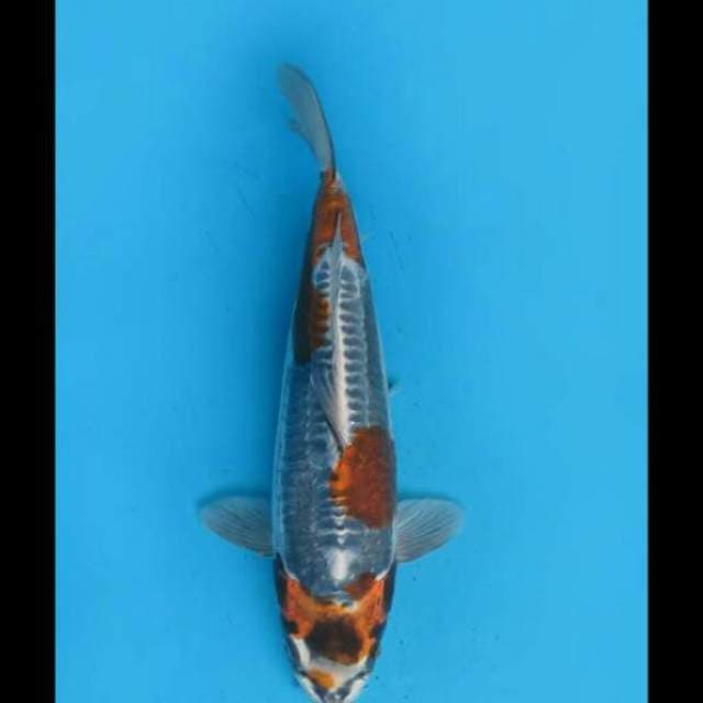 34cm Female - F1 Beni Kikoryu Sq