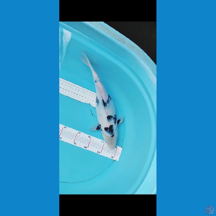 shiro 36 cm
