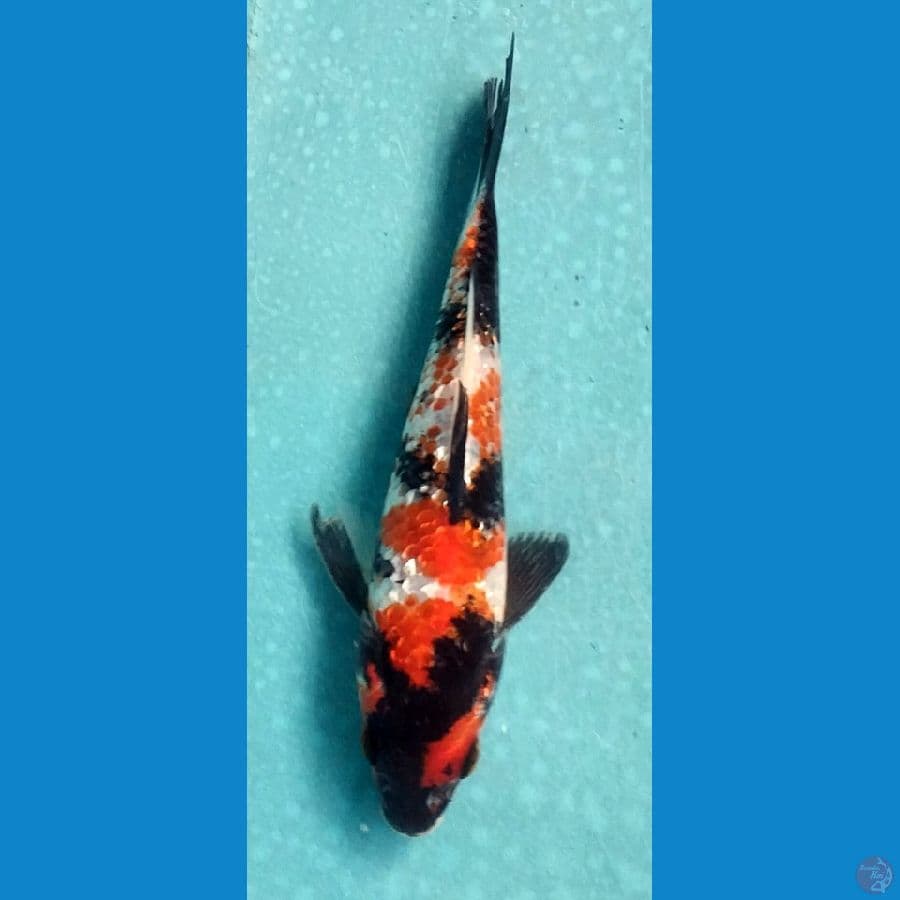 gindrin showa siper 20cm
