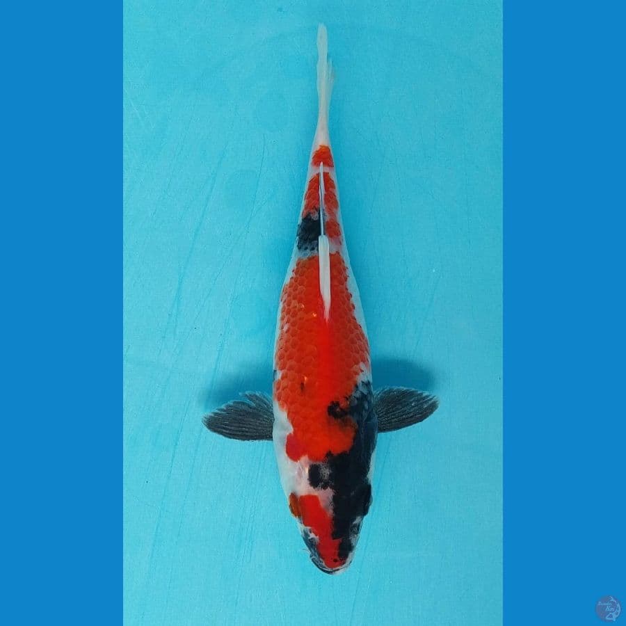 showa 20cm
