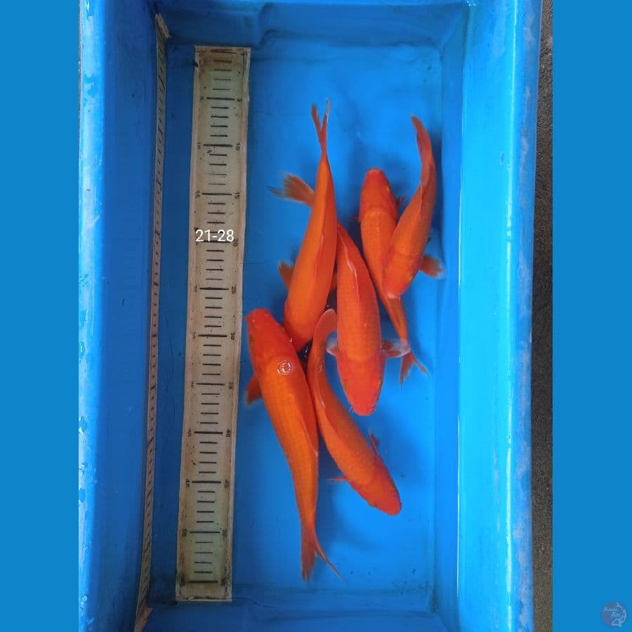 Beni goi 21-28cm. 6 ekor