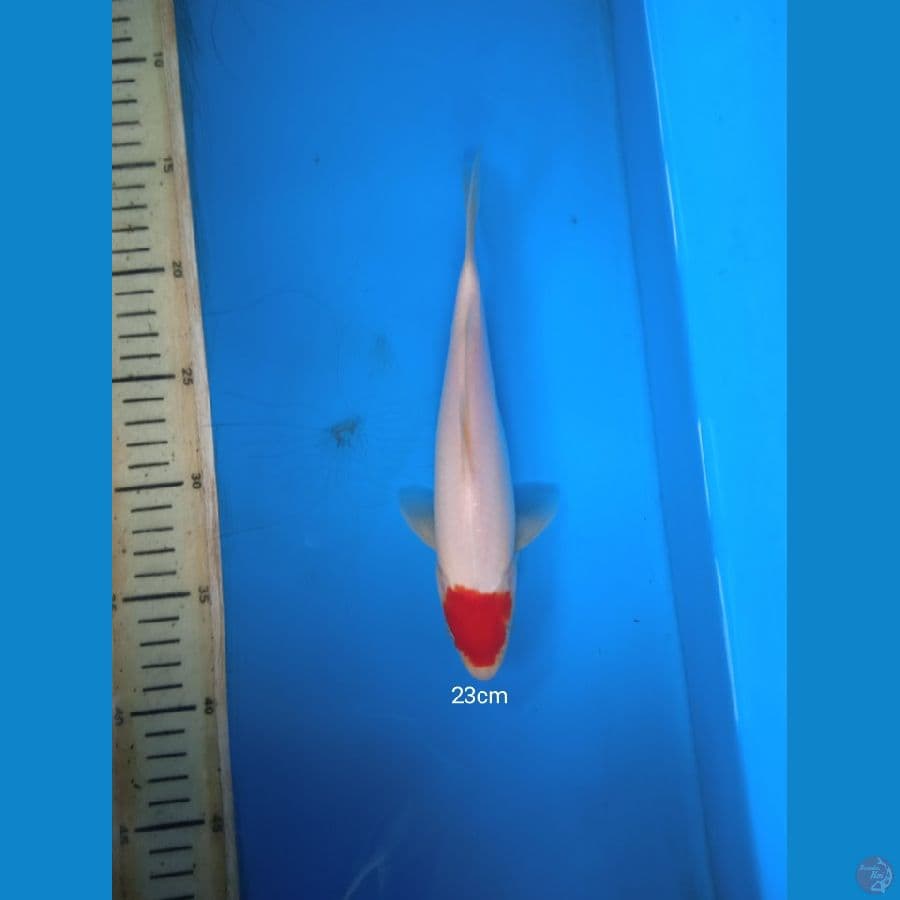 tancho 23cm