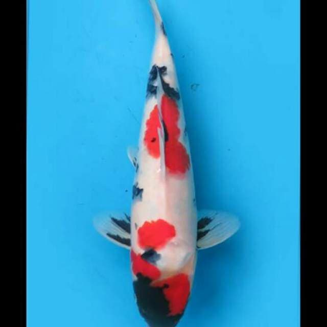 31cm Male - F1 Red Kindai Showa