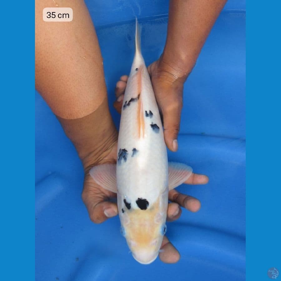 35cm - Bekko jumbo tosai