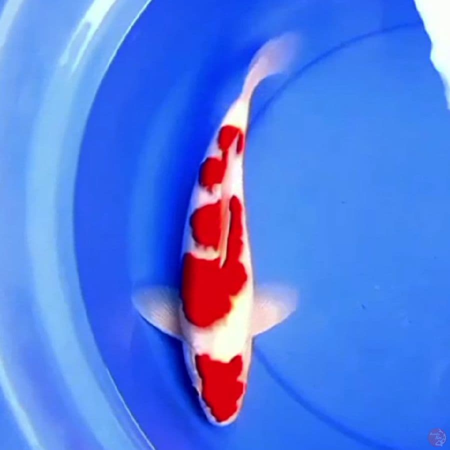 37cm KOHAKU HIGH QUALITY