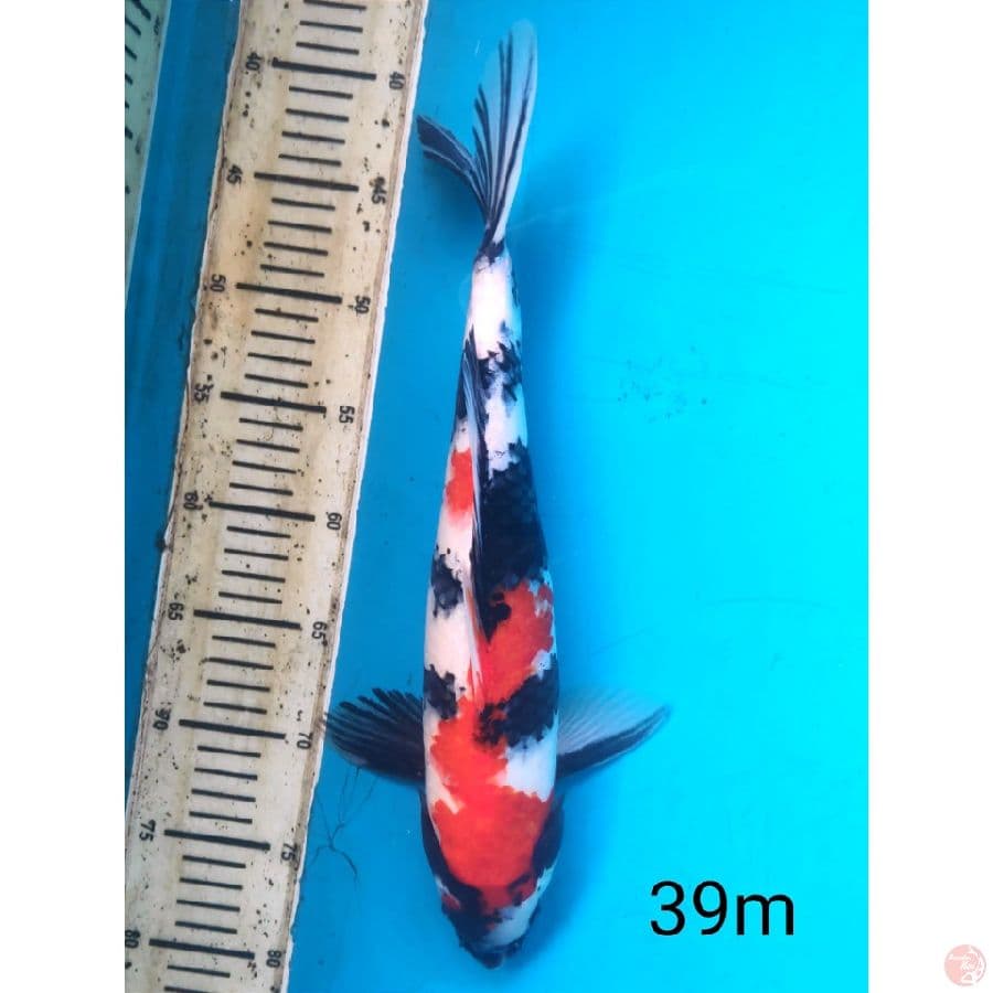 Showa, 39cm male