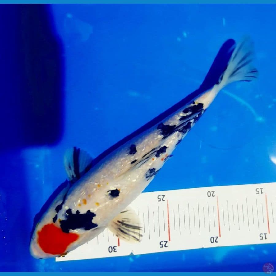 tc showa ginrin ORI 28CM
