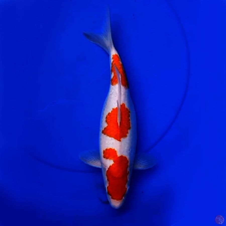 36cm BULKY KOHAKU