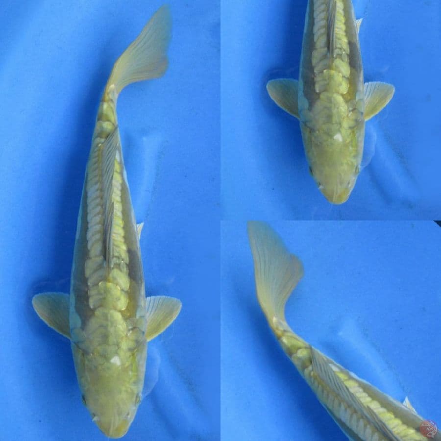 42cm , Aragoke Jinak