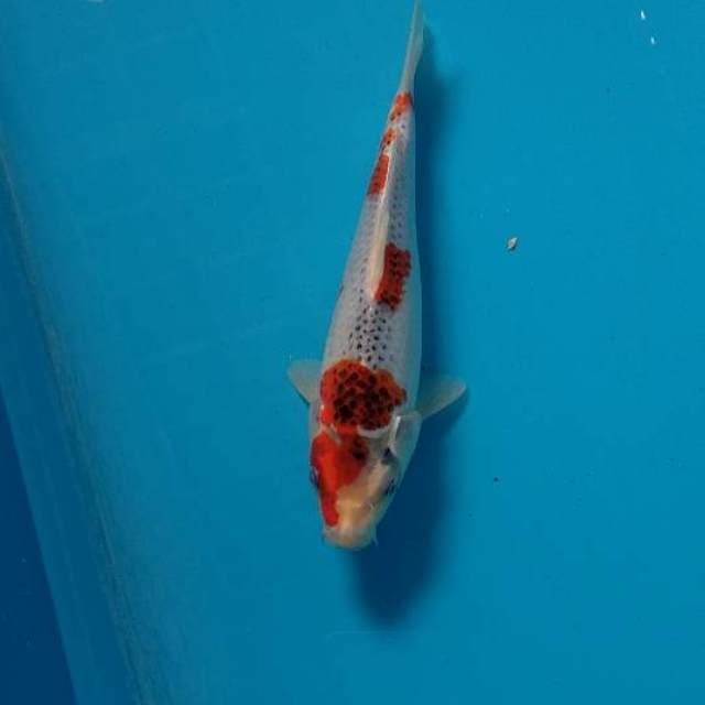 Kujaku