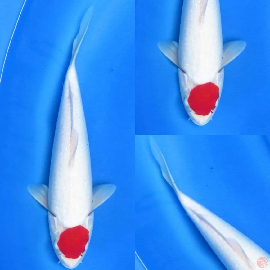 37cm , Tancho Original