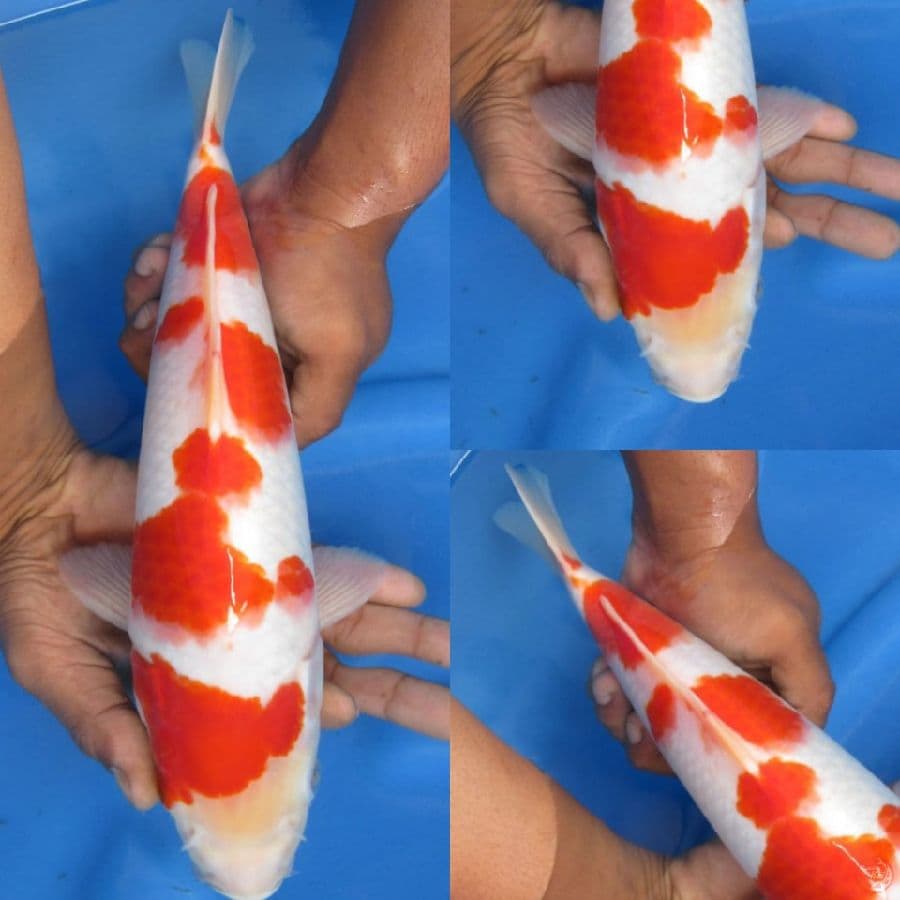 34cm , Sakura Kohaku