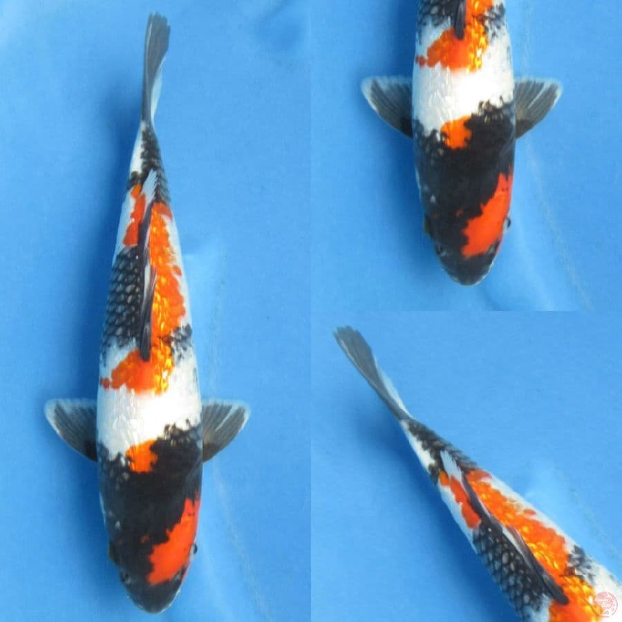 28cm , Showa Ginrin