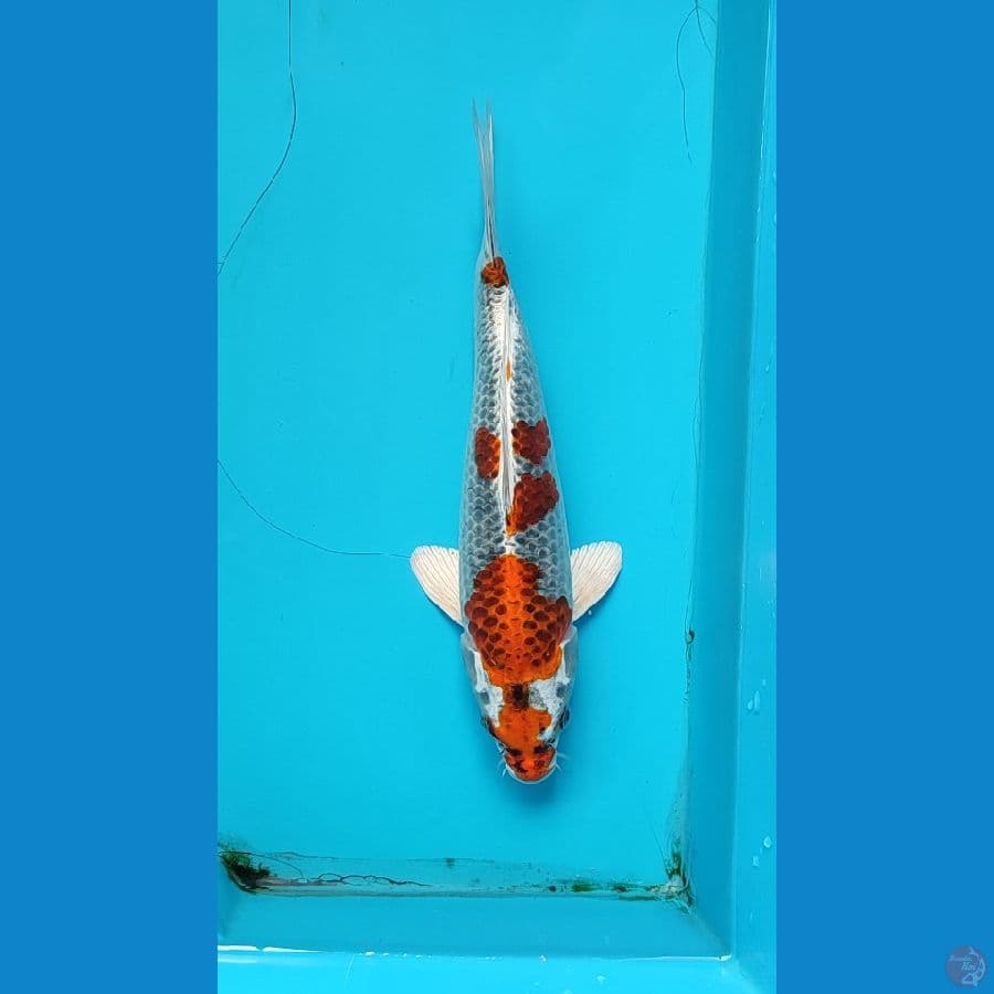 kujaku male 27 cm