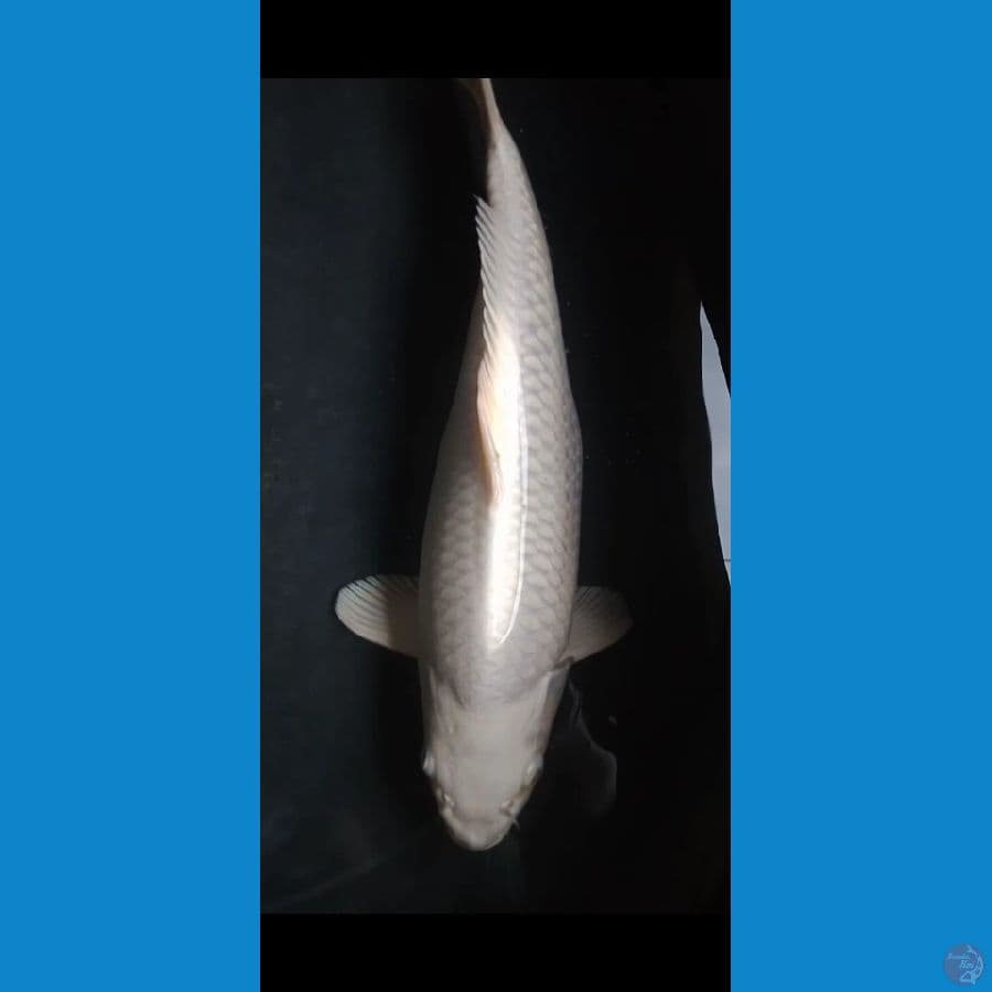 Ogon 33CM
