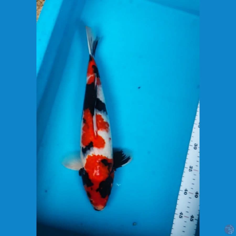 SHOWA 38CM FM