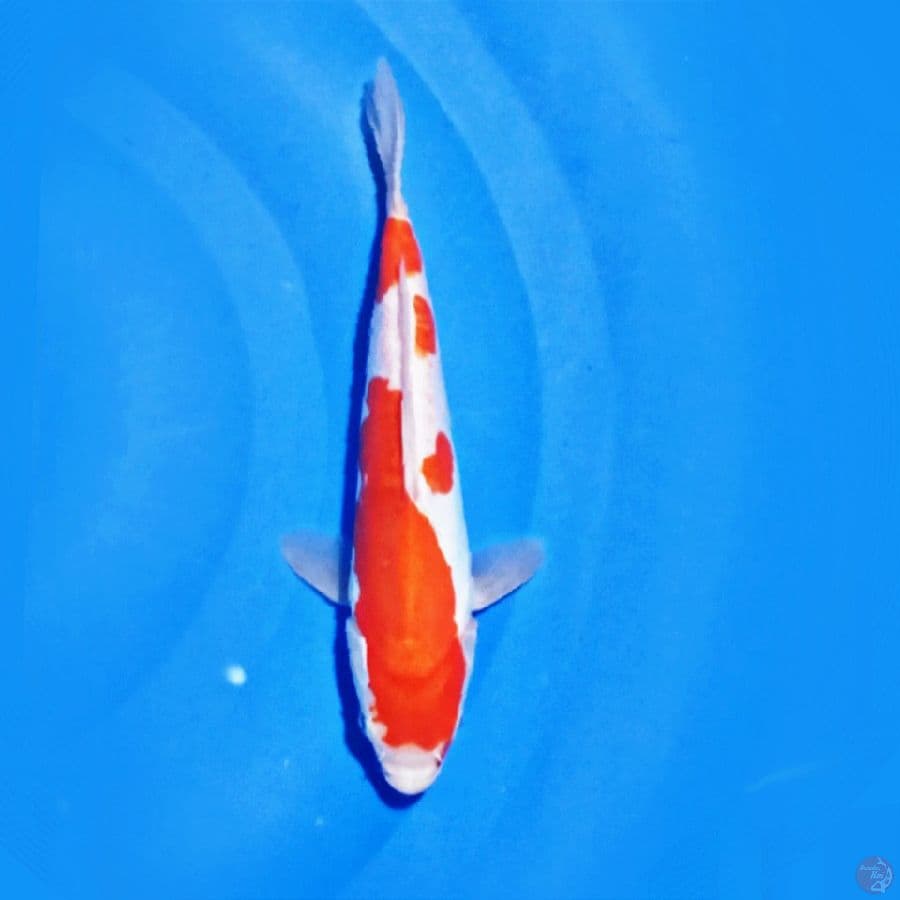 Doits Kohaku 24.Cm