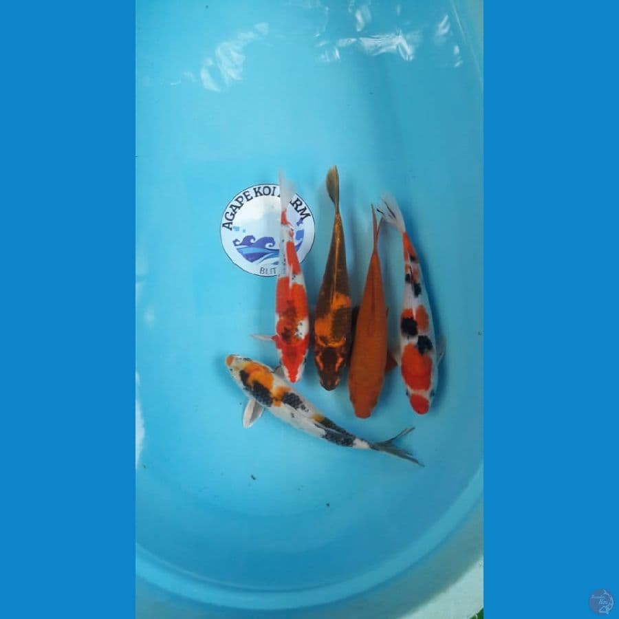 mix 24-25cm