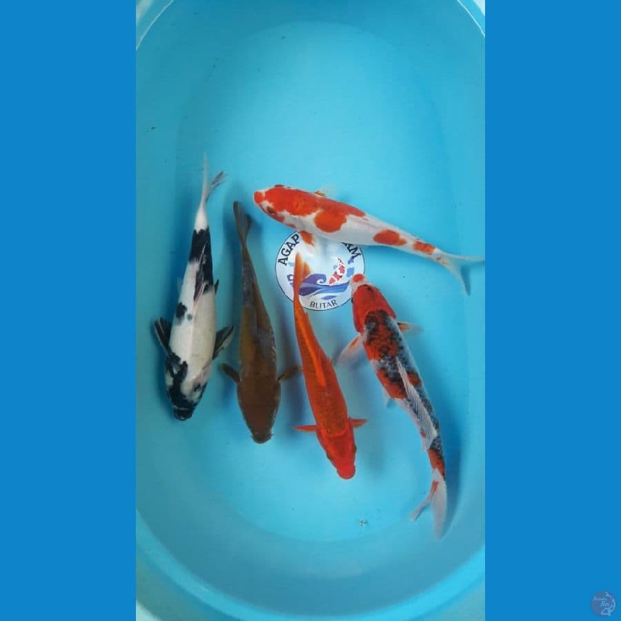 Mix 26-30cm