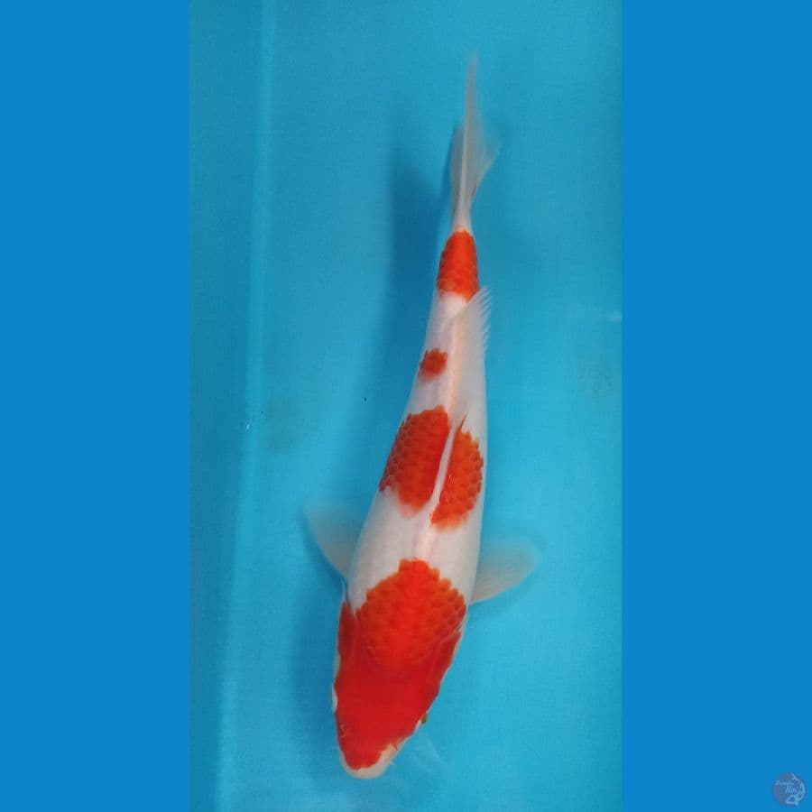 kohaku 25cm