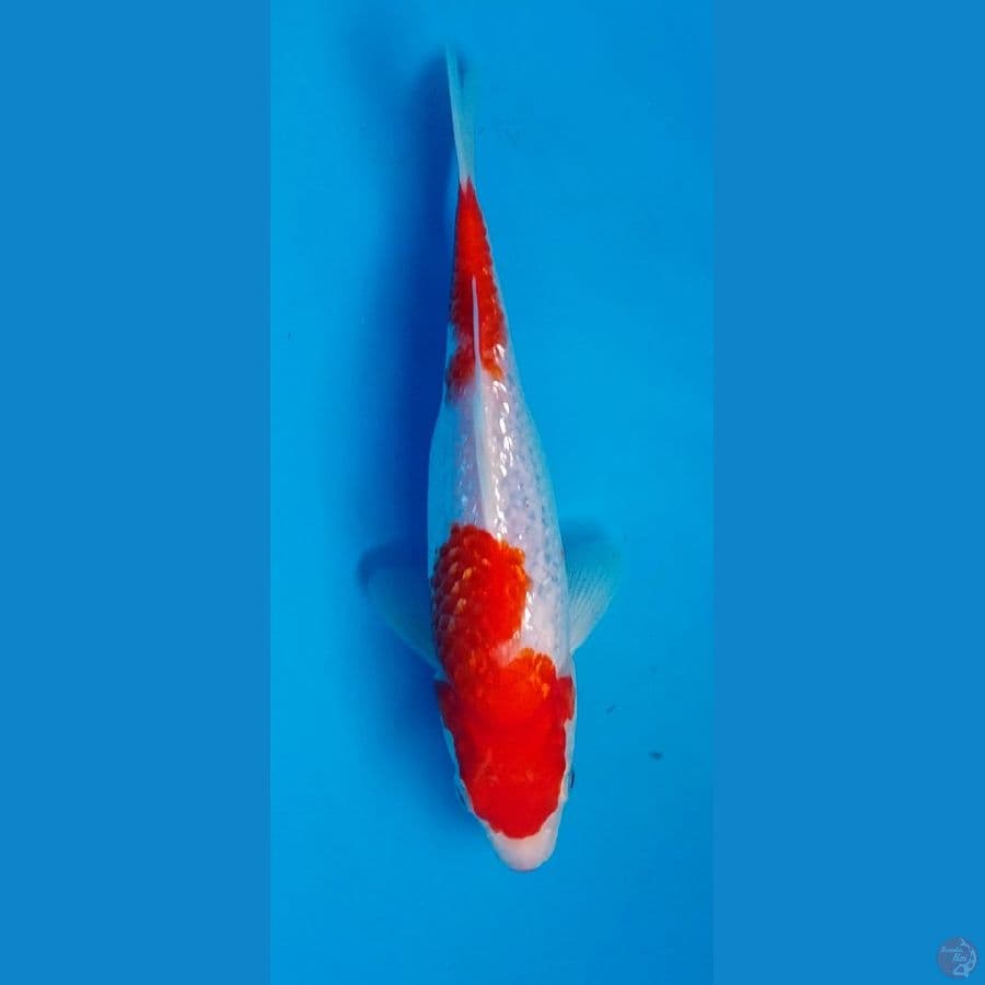 kohaku gindrin 21cm