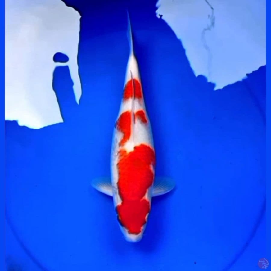 33cm F1 KOHAKU AKAIBARA