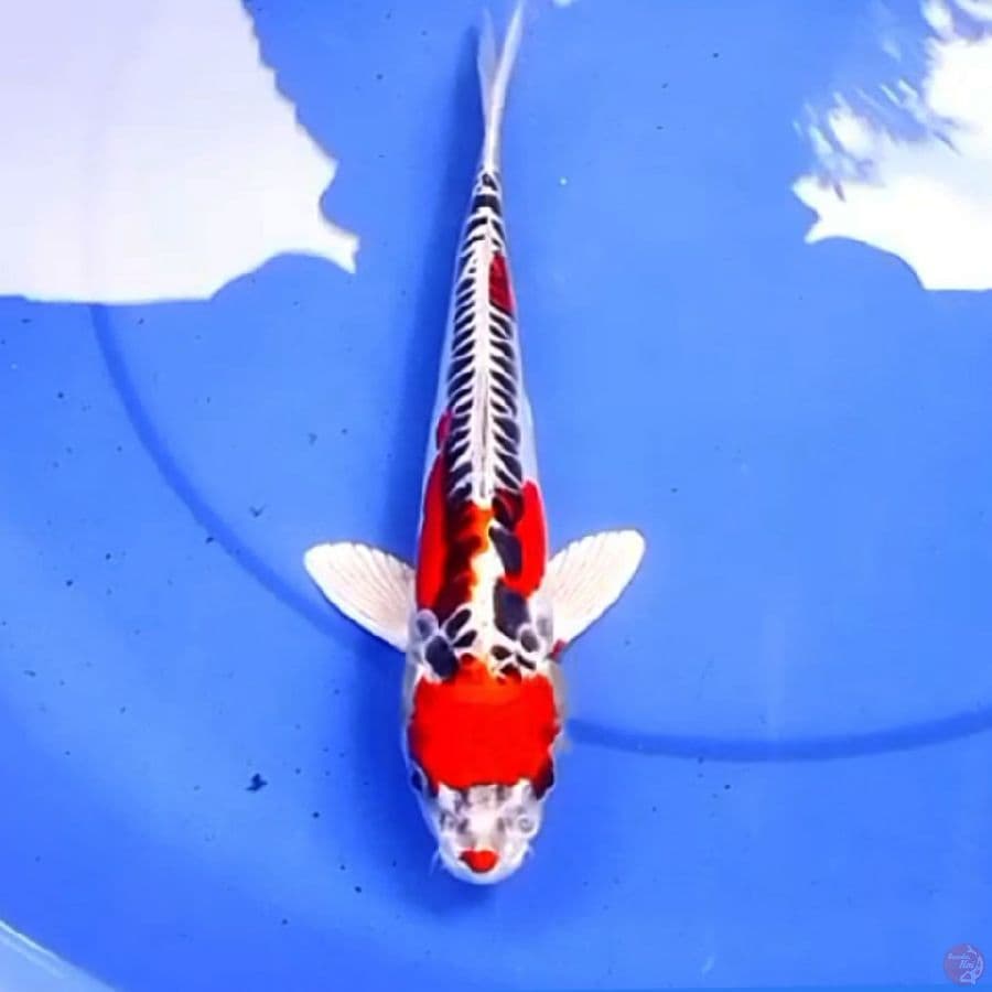 30cm DOITSU RED KOHAKU