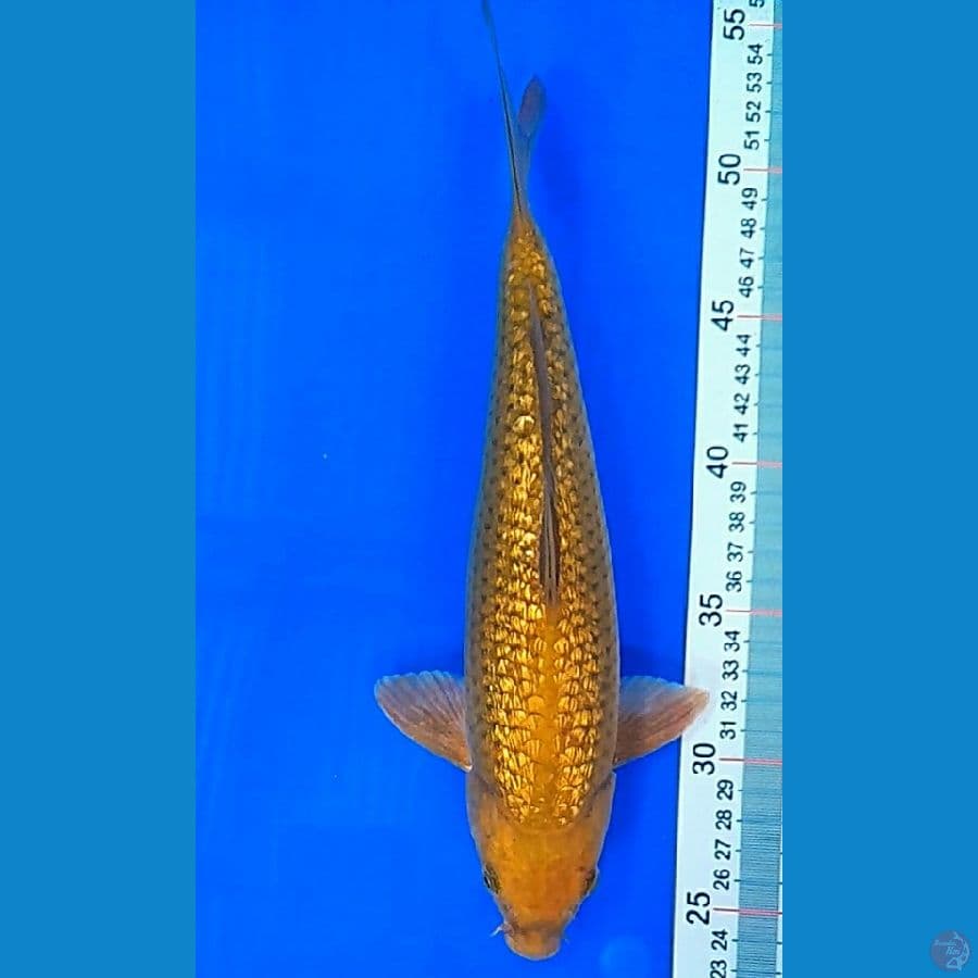 MIDORI (28CM)