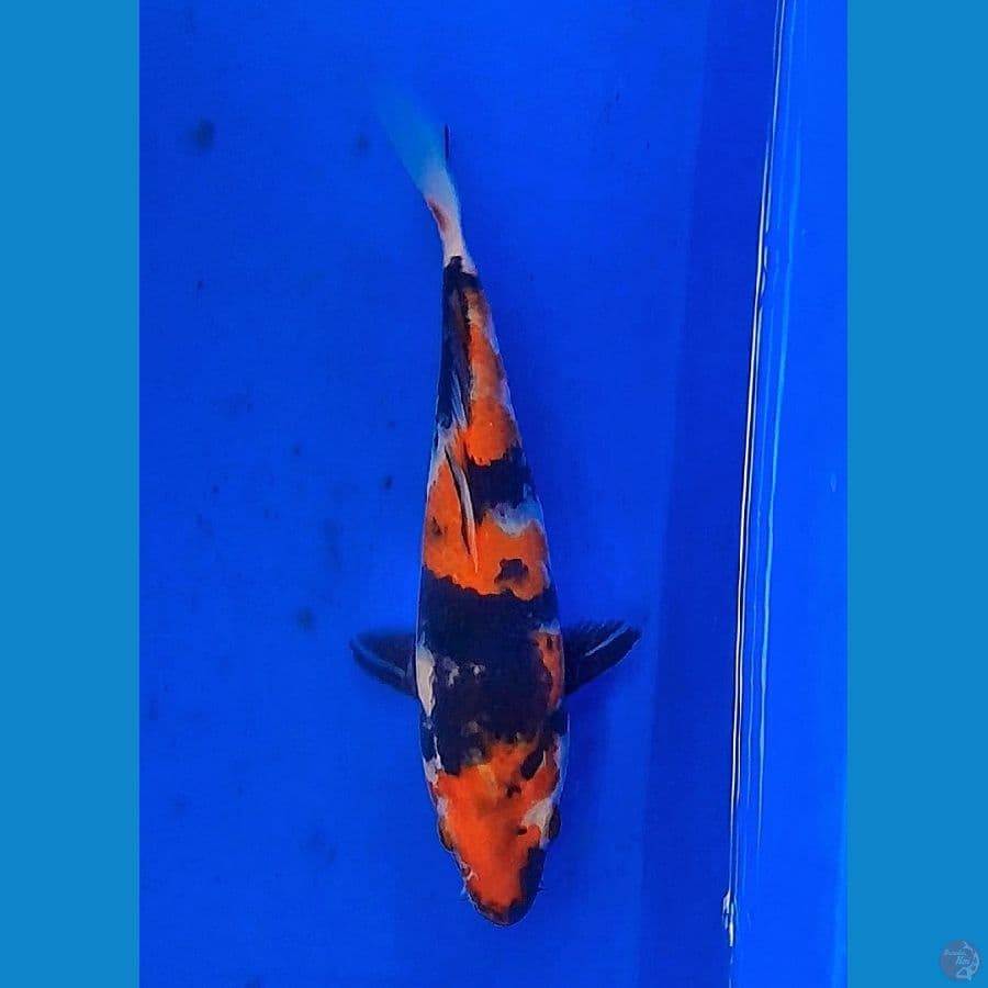 SHOWA (20CM)