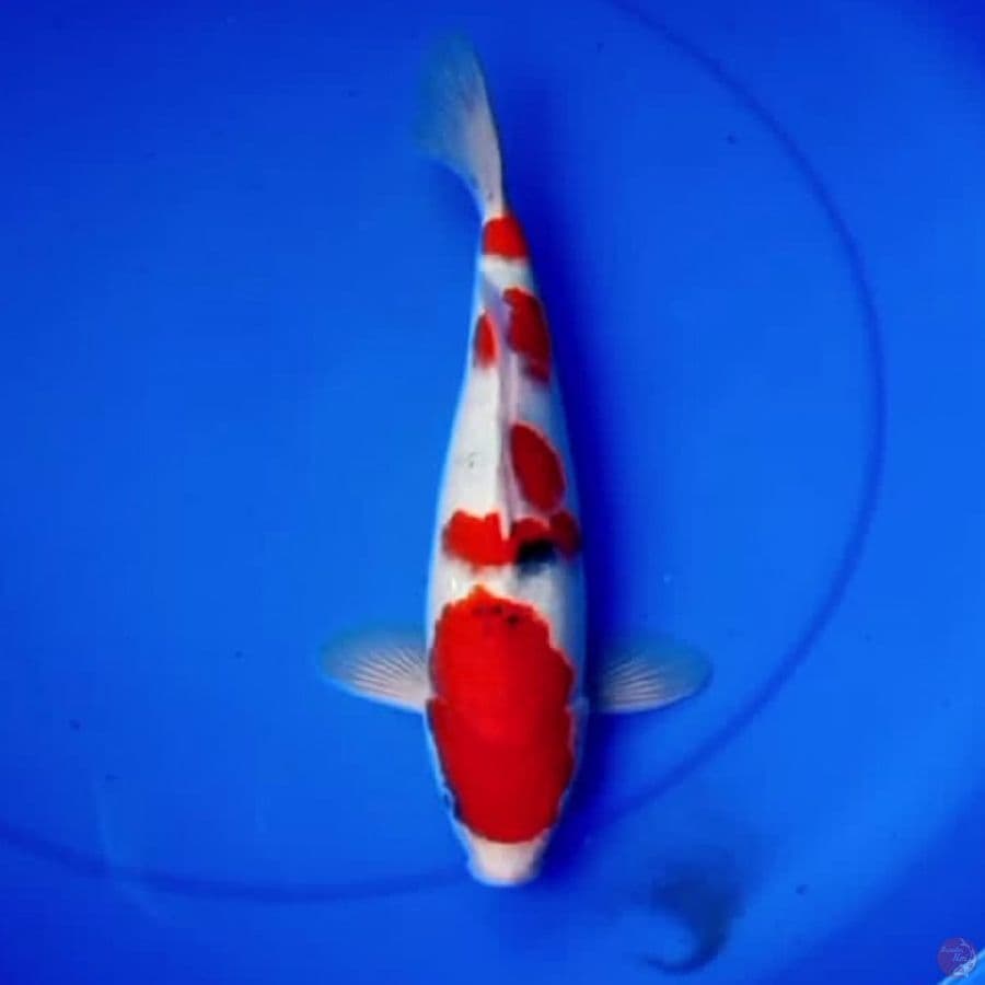 32cm TATEGOI SANKE STRONG