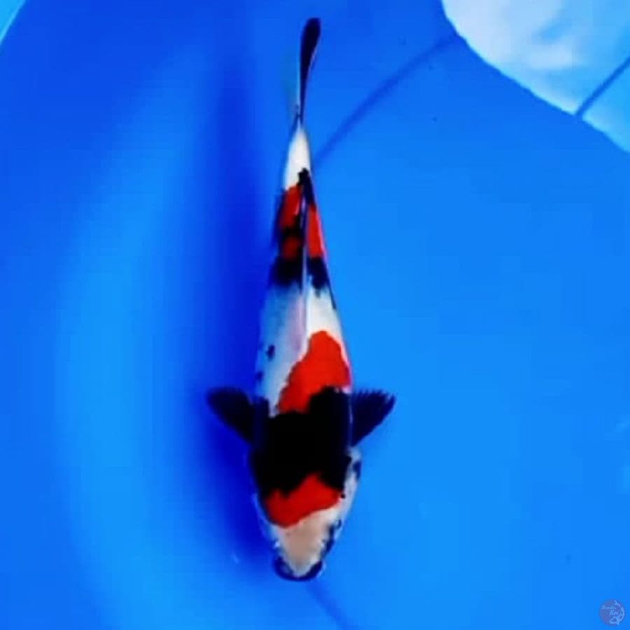 25cm SHOWA SANSHOKU