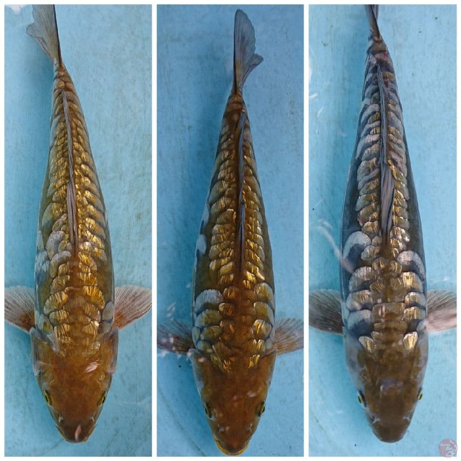 ARAGOKE GINRIN 38 34,37 CM