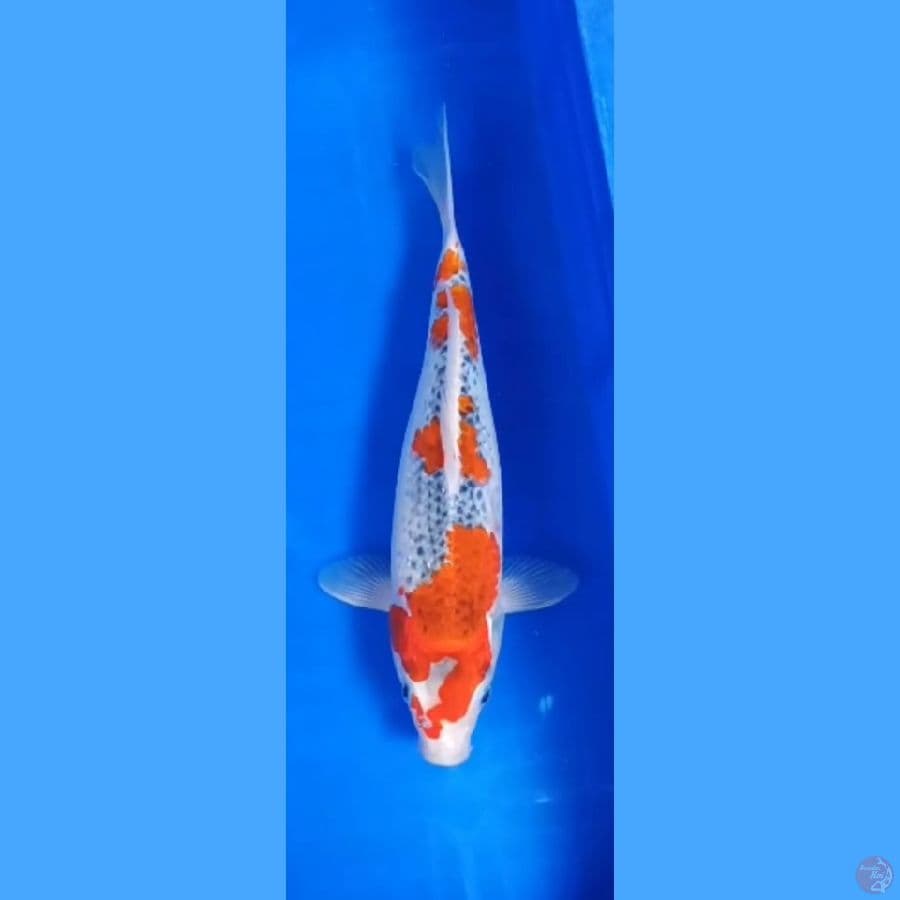 ( 31CM ) GHOSIKI - FEMALE