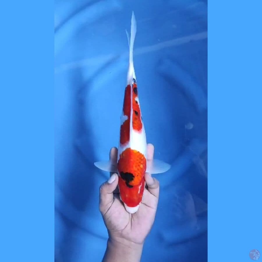 ( 32CM ) SANKE - FEMALE