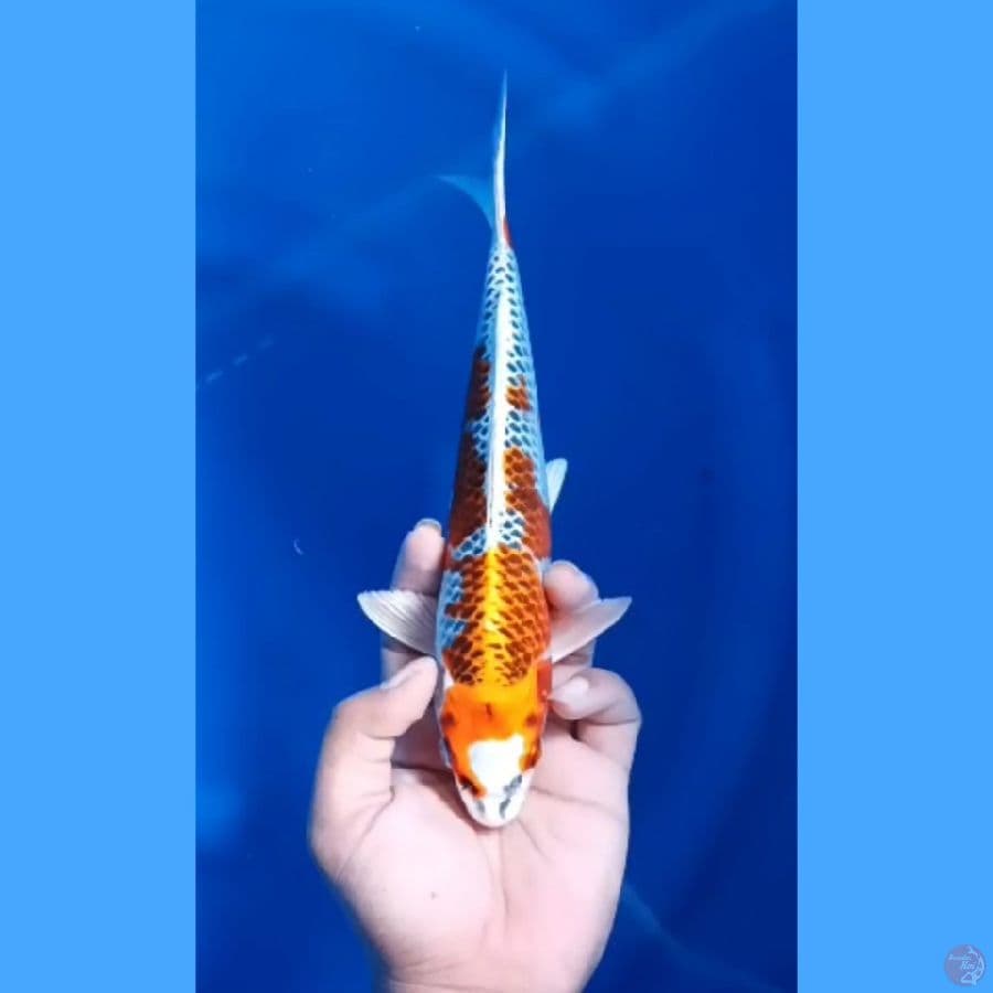 ( 25CM ) KUJAKU MANTAP - MALE