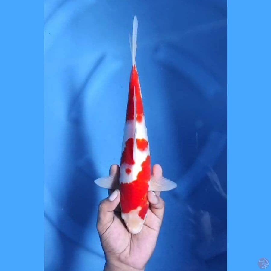 ( 29CM ) KOHAKU ORIGINAL - MALE