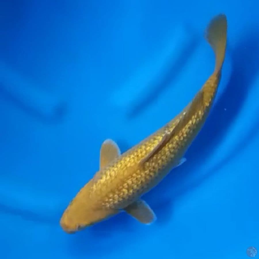 ( 36CM ) MIDORI GINRIN BOCOR SEDIKIT - FEMALE
