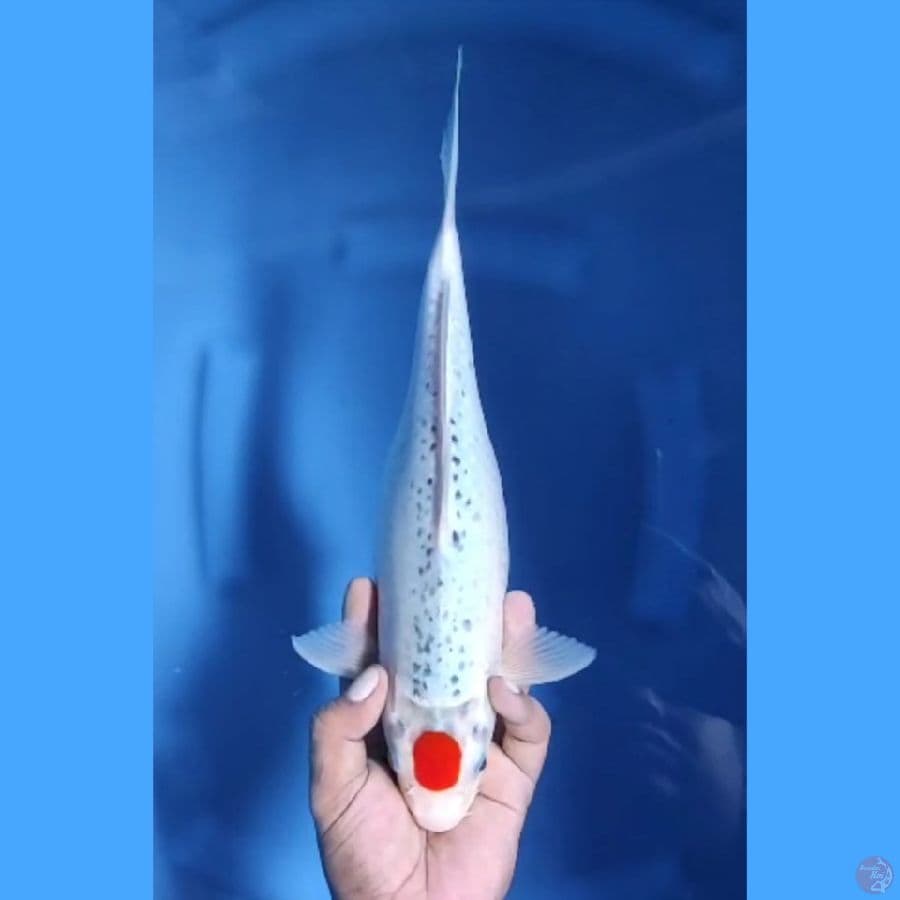 ( 32CM ) TANCHO GHOSIKI - FEMALE