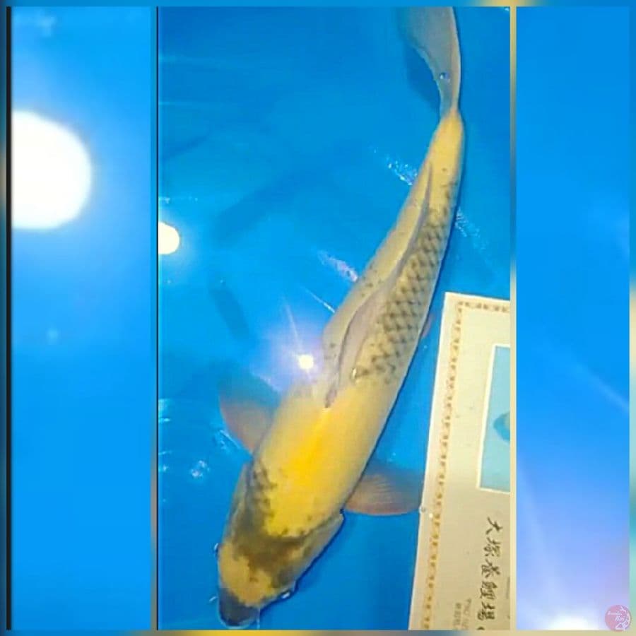 30cm ki utshuri bagus import langka sertifikat otshuka