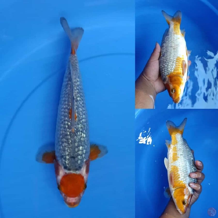 Tancho sabikoyo gindrin 30cm