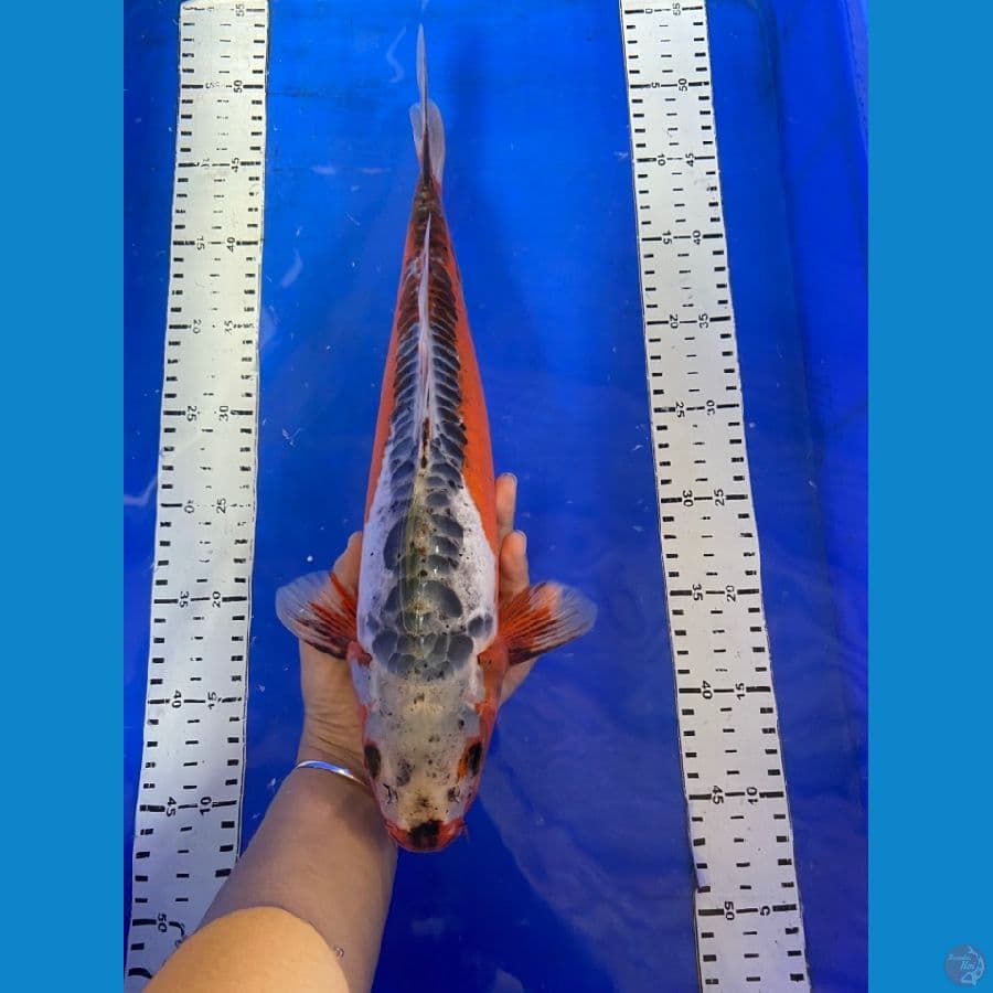 shusui 40 cm