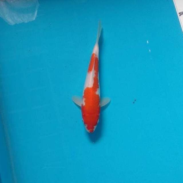 Kohaku