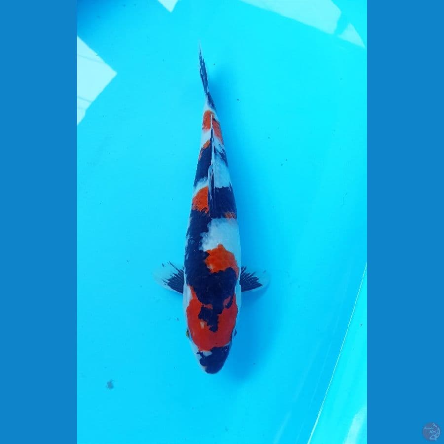 Showa SQ 32cm