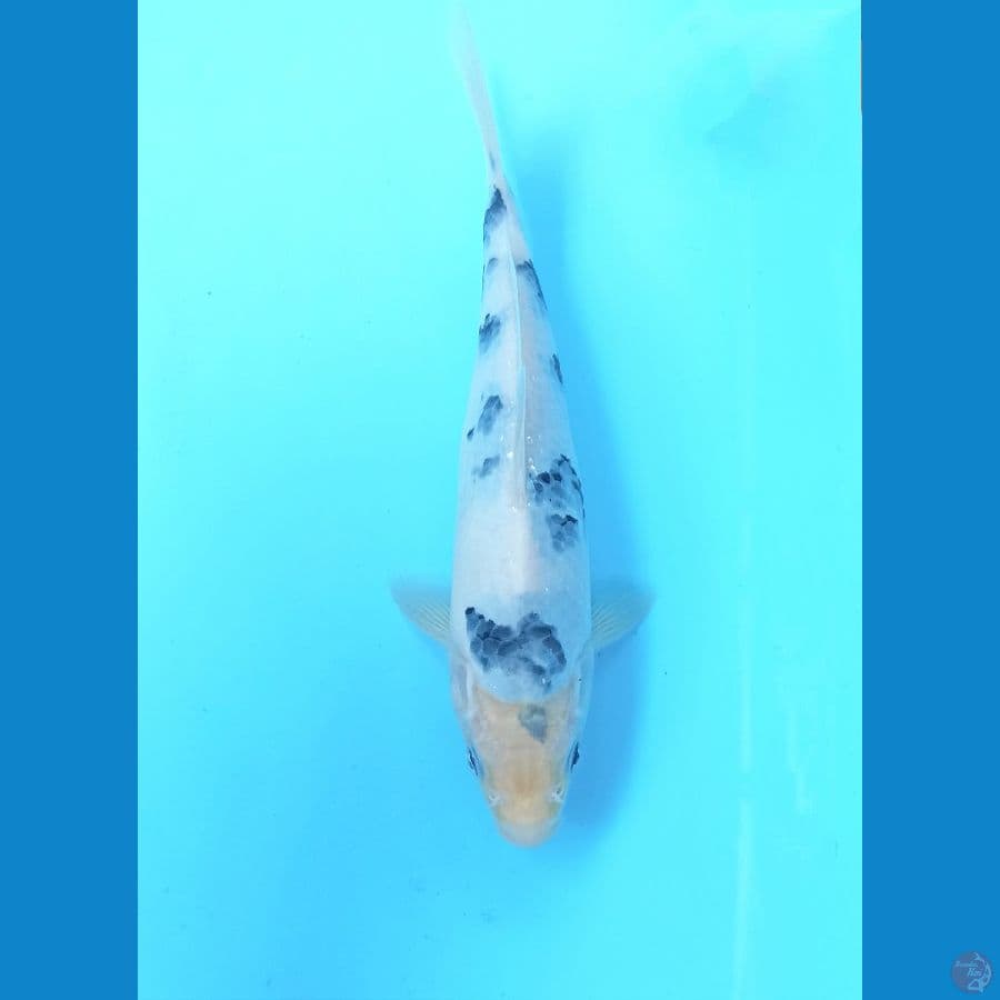 Shiro tategoi 25cm