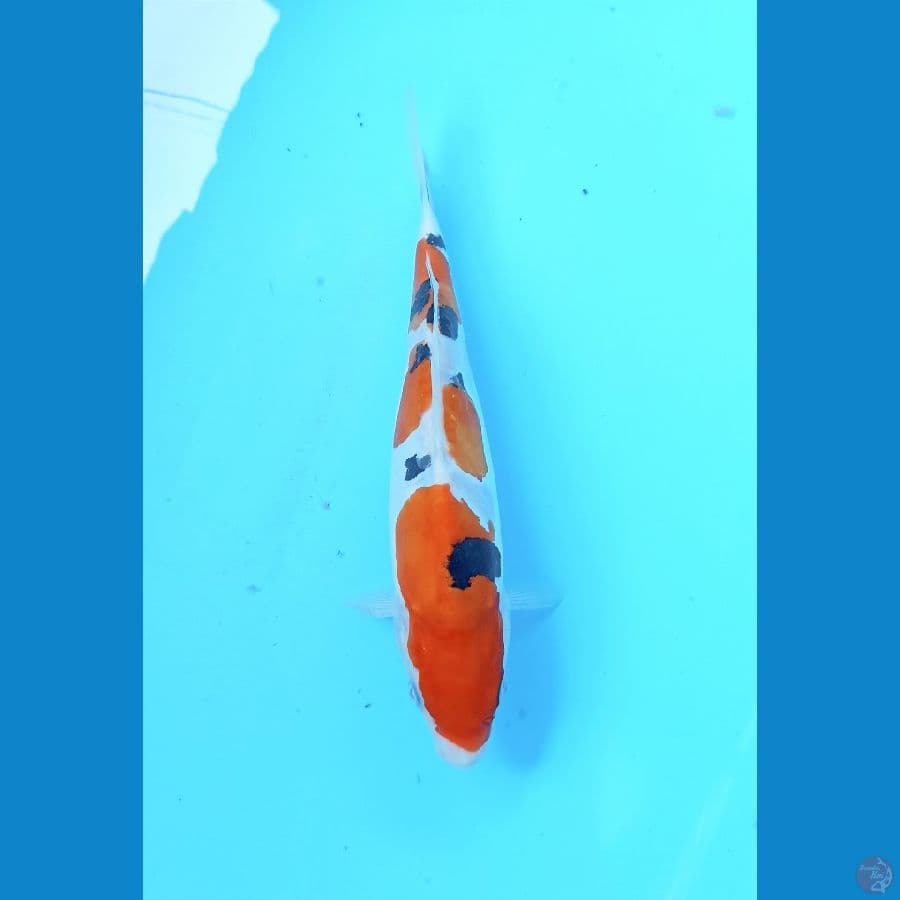 Sanke doit 25cm