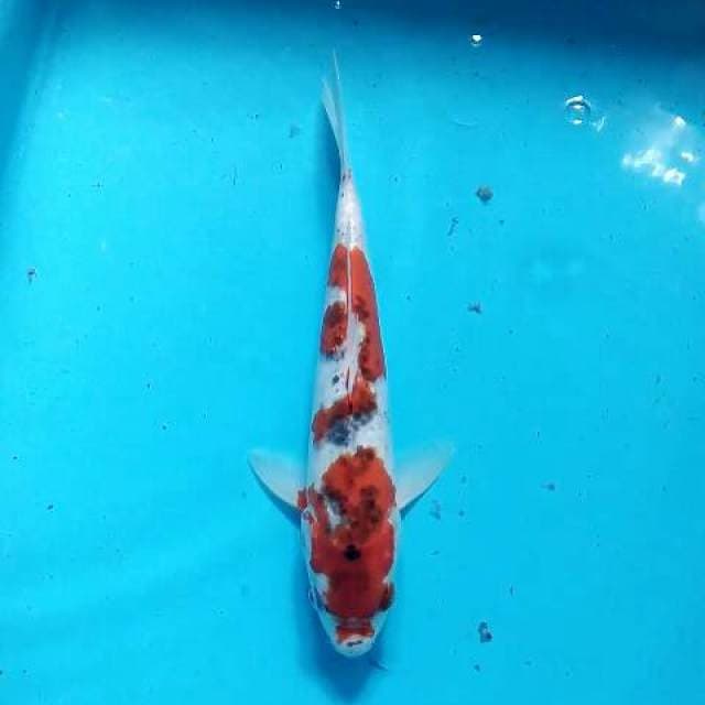 Goshiki