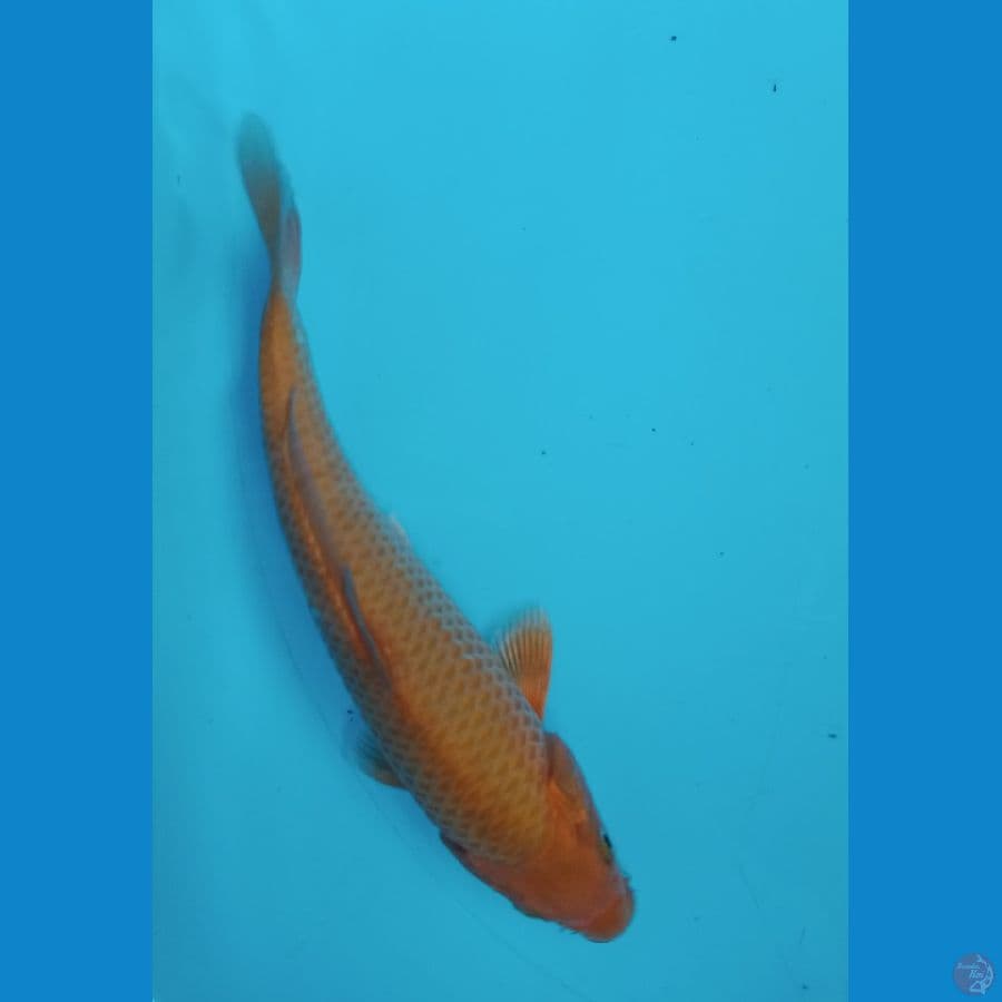 Red karashi